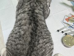 -圣宠动物医院·犬猫专科·影像中心·外科中心