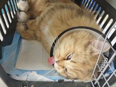 -德元·美联众合24小时动物医院(总院)