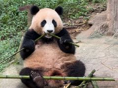 -都江堰中华大熊猫苑