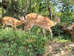 -大连森林动物园
