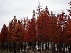-白鹭湾湿地公园