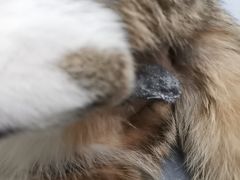-灵美宠物诊所