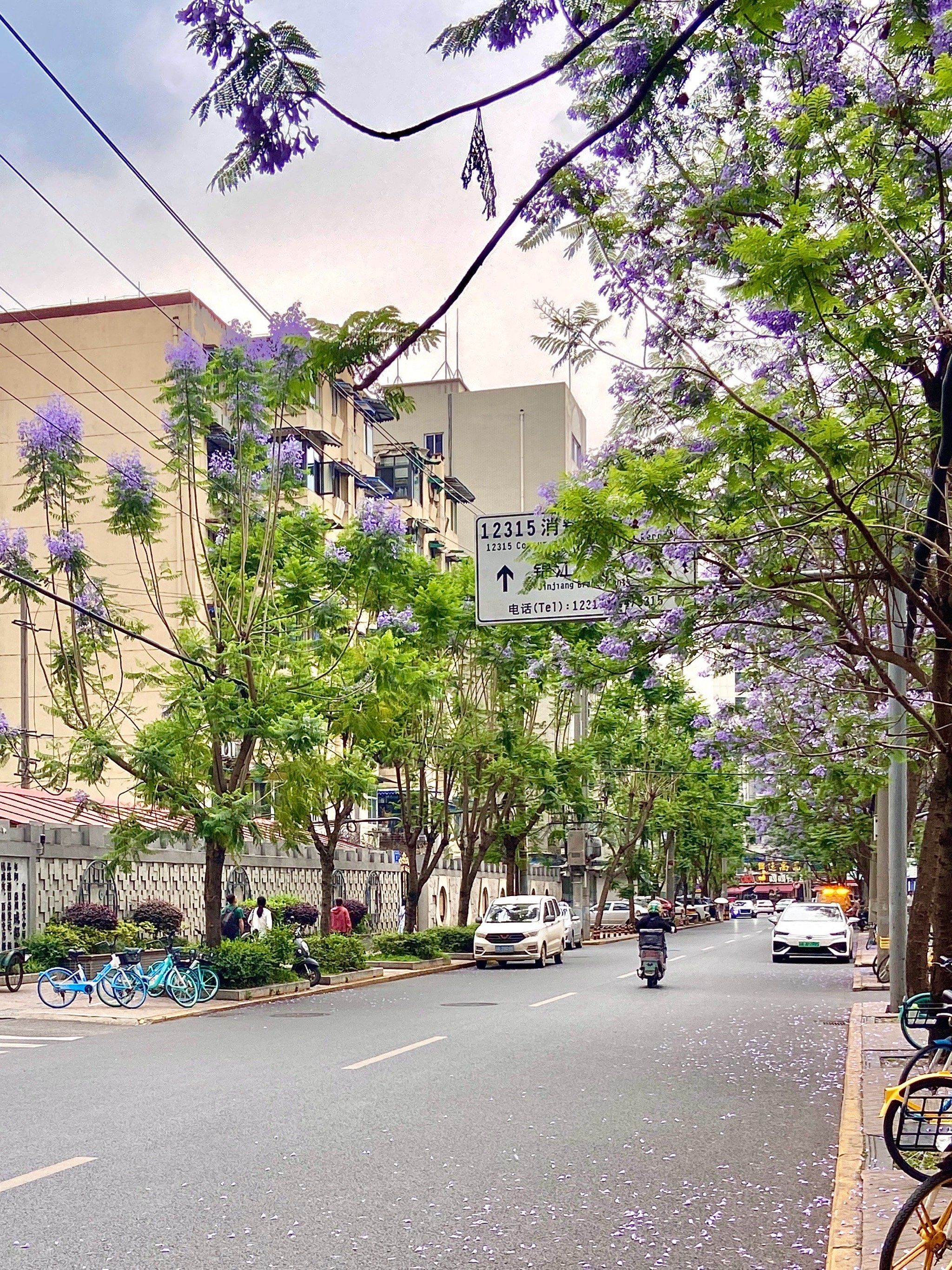 成都街头|抬头皆是蓝花楹