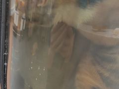 -贝利宠物医院·骨科·眼科·肿瘤转诊中心(南坪诊疗中心)