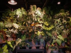 -自由生长植物工作室(深港花卉中心店)