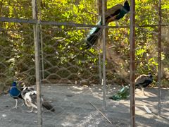 -福建鲤鱼洲酒店