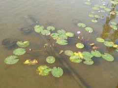 -重庆彩云湖湿地公园