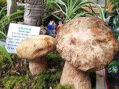 -蔼若春.传承三十年云南菜(金碧公园店)