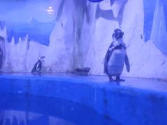 -多彩贵州城极地海洋世界