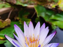 -花开海上生态园