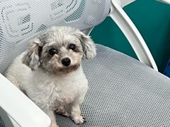 -博特宠物医院24h犬猫全科.骨科·异宠