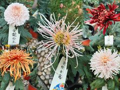 -国家植物园