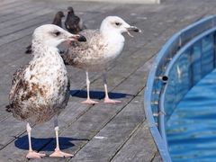 -小巴塞罗那海滩