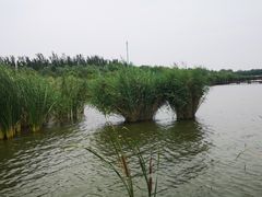 -西青郊野公园