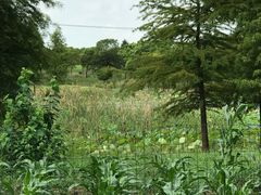 -贡湖湾湿地公园