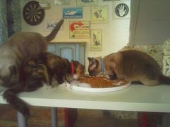 -Sirena海妖日咖夜酒