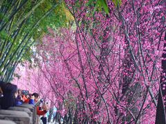 景点-望江楼公园