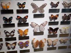 -上海昆虫博物馆