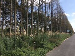 -上海长兴岛郊野公园