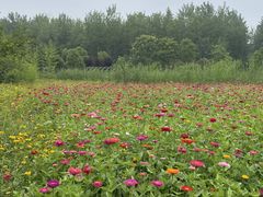 -溱湖国家湿地公园