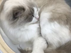 -喵园·猫主题咖啡厅·撸猫·猫咖(国贸店)