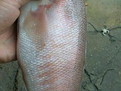 -龙溪海鲜酒家(溪涌店)