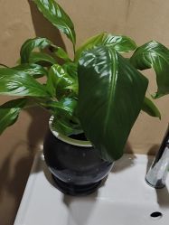 -Dr.林醫生产后修复·配方产康(南京江宁万达店)