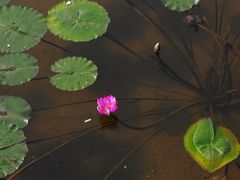 -重庆彩云湖湿地公园