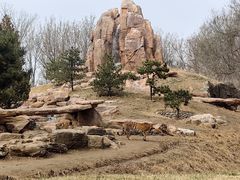 -北京野生动物园