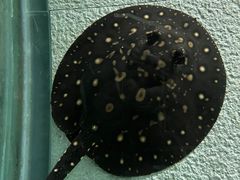 -上海海洋水族馆