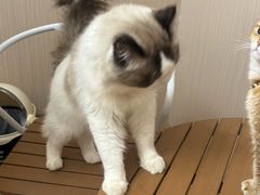 -唐小姐の私宠·宠物洗护美容·撸猫馆·购宠(周浦万达旗舰店)