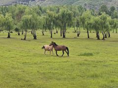 -泸沽湖国家级风景名胜区走婚桥