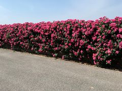 -上海滨江森林公园