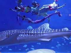 -烟台海昌鲸鲨海洋公园