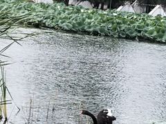 -长春市南湖公园