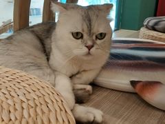 -飞行喵MR PILOT|猫舍·猫咖(静安大融城店)