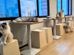 -有喵·猫咖·狗咖·30几只猫10只小狗(岗厦店)