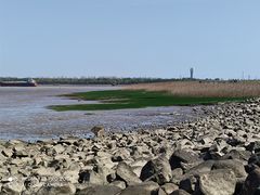 -吴淞炮台湾湿地森林公园烧烤区