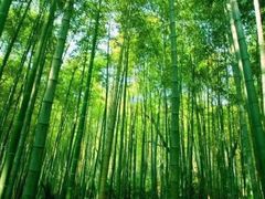 -宁波浙东大竹海景区