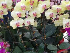 -兰陵国家农业公园