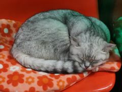 -猫咪博物馆(顶澳仔猫街店)