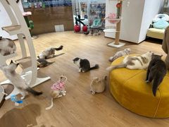-1013 PET SHOP精品宠物商店(丁香店)