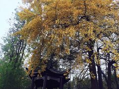 -千年银杏谷文化旅游区