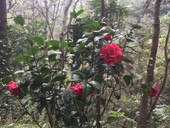 -三门江国家森林公园