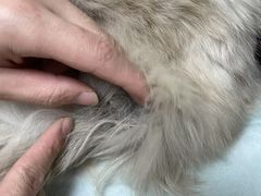 -格蕾宠物医院24H·猫科·肿瘤科·骨科中心(福州总院)