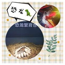 -恐龙探索乐园(磁器口店)