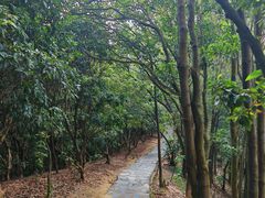 -阳台山森林公园
