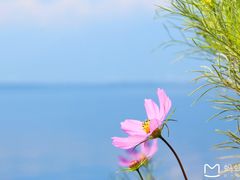 -大理洱海