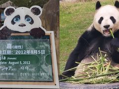 -上海野生动物园