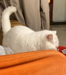 -LUNA皮相美·骨相美高级美感